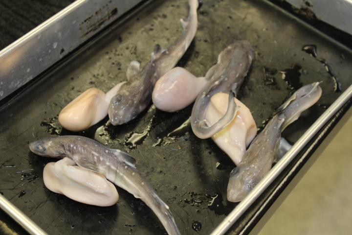 Corrie Stieglitzs biology class found baby sharks while dissecting on May 11. 
