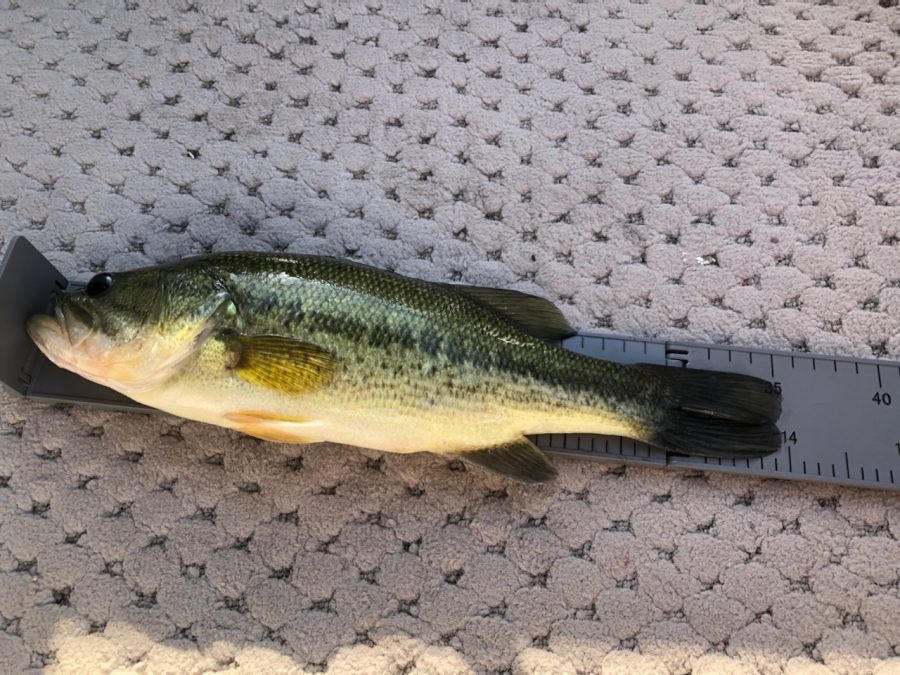 One of the bass caught by the team during the May 13 tournament at Bangs Lake.