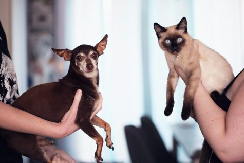 There is no greater contested debate than cats vs. dogs. (Royalty-free photo by Alexander Grey via Pexels.com)