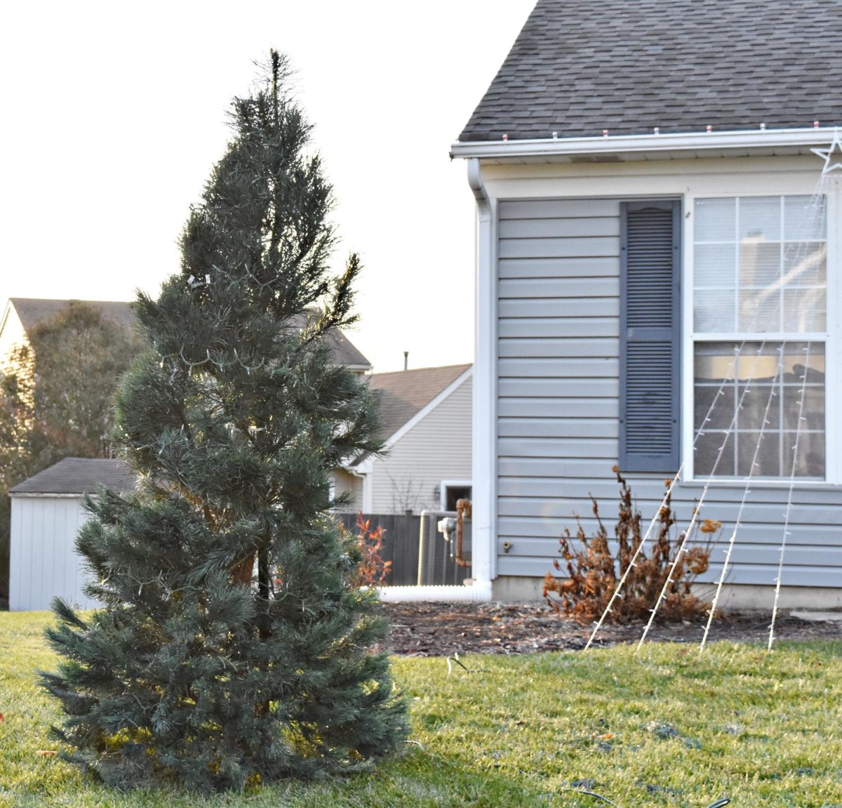 One of Brittanys Trees, complete with string lights, is placed outside a house in Carol Stream.
