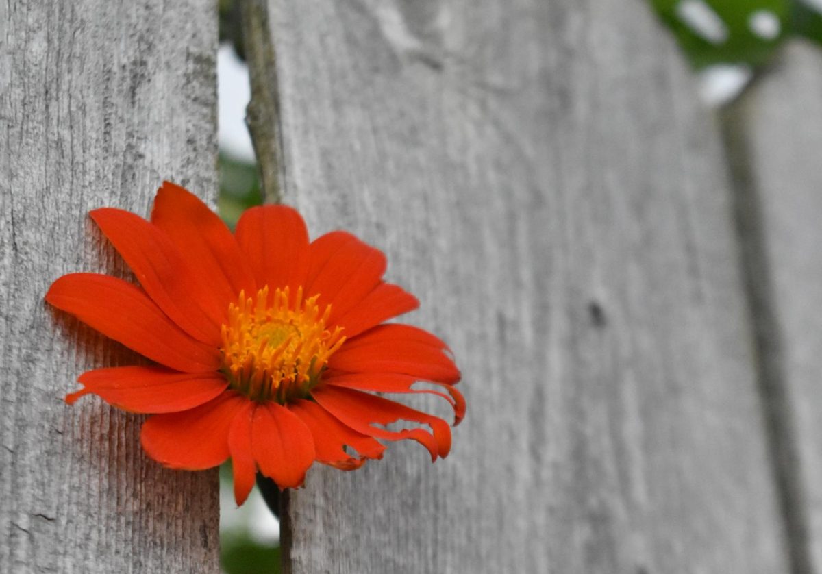 Flower Fence, October 4th, 2023