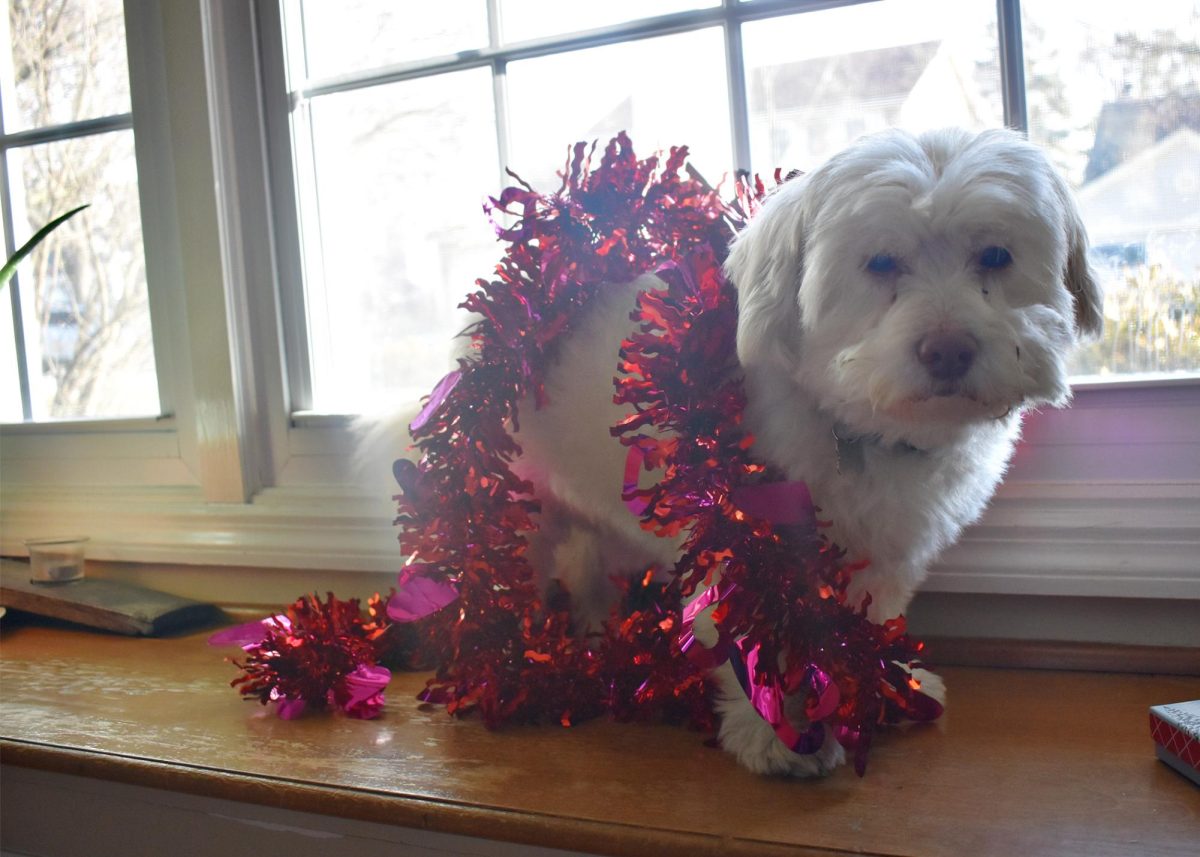 Even dogs are welcome to participate in the Galentines Day trend. 