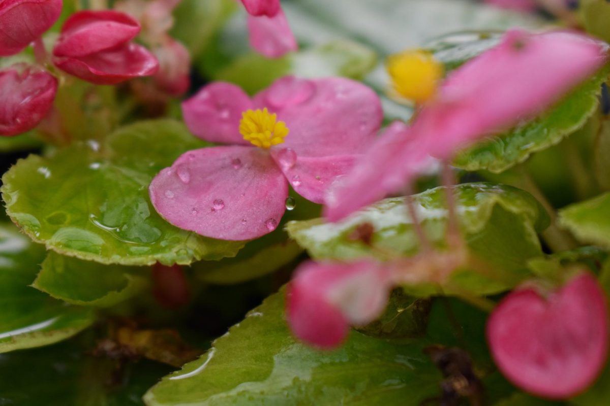The cute little raindrops on the nice bright pink petals of the begonias. 

