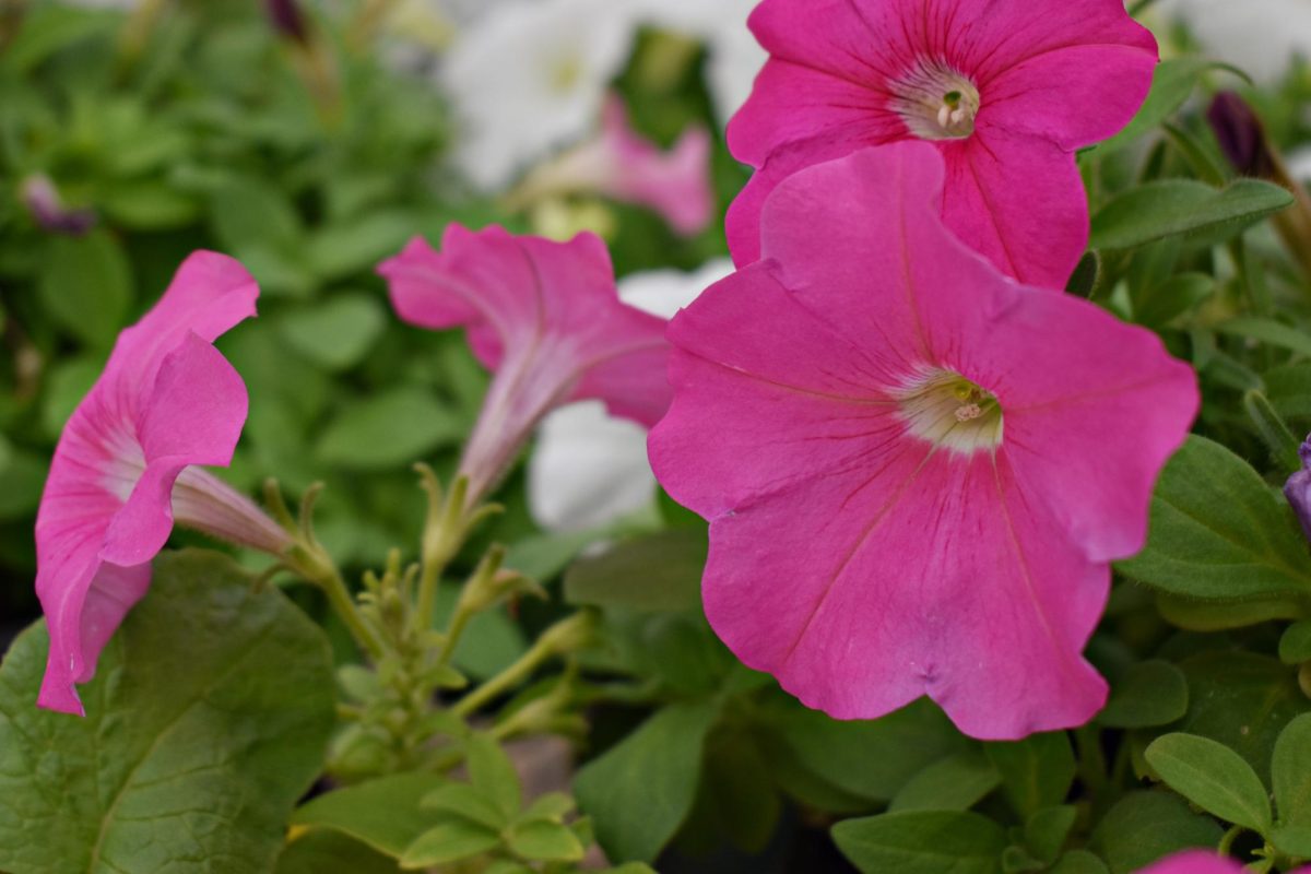 The+pink+petunias+are+flourishing+in+the+greenhouse+as+spring+arrives.+