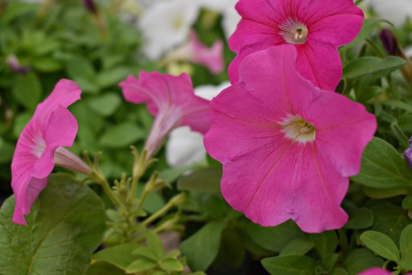 The pink petunias are flourishing in the greenhouse as spring arrives. 