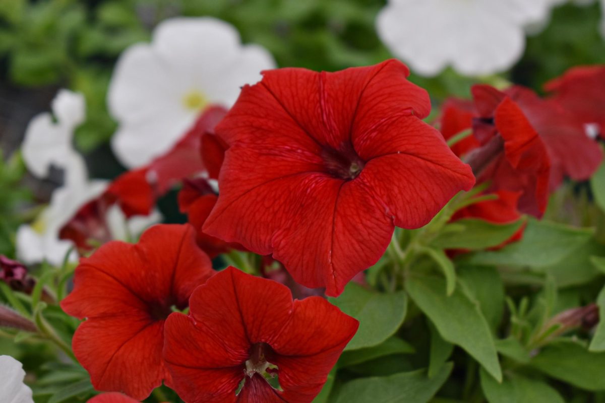 The pretty red petunias are out in full bloom brightening up the greenhouse with their color.
