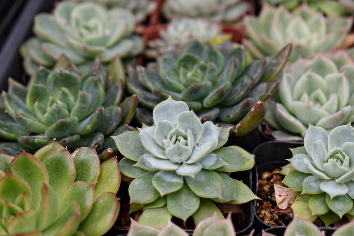 Bad with plants? Look no further Succulents are low-maintenance and are for you. Succulants only need to be watered every other week. 
