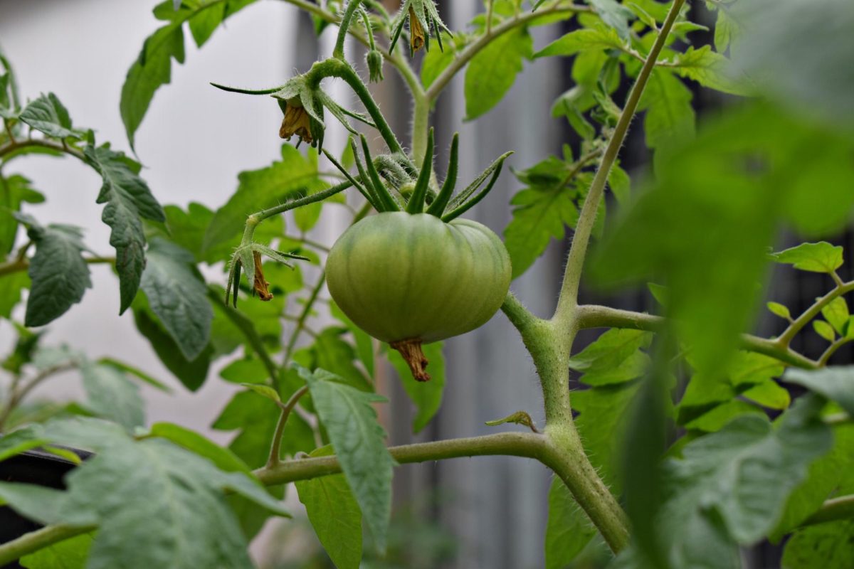 Tomatoes in greenhouse number two are beginning to pop out like no other. Soon they will turn red and be ready to pick. 


