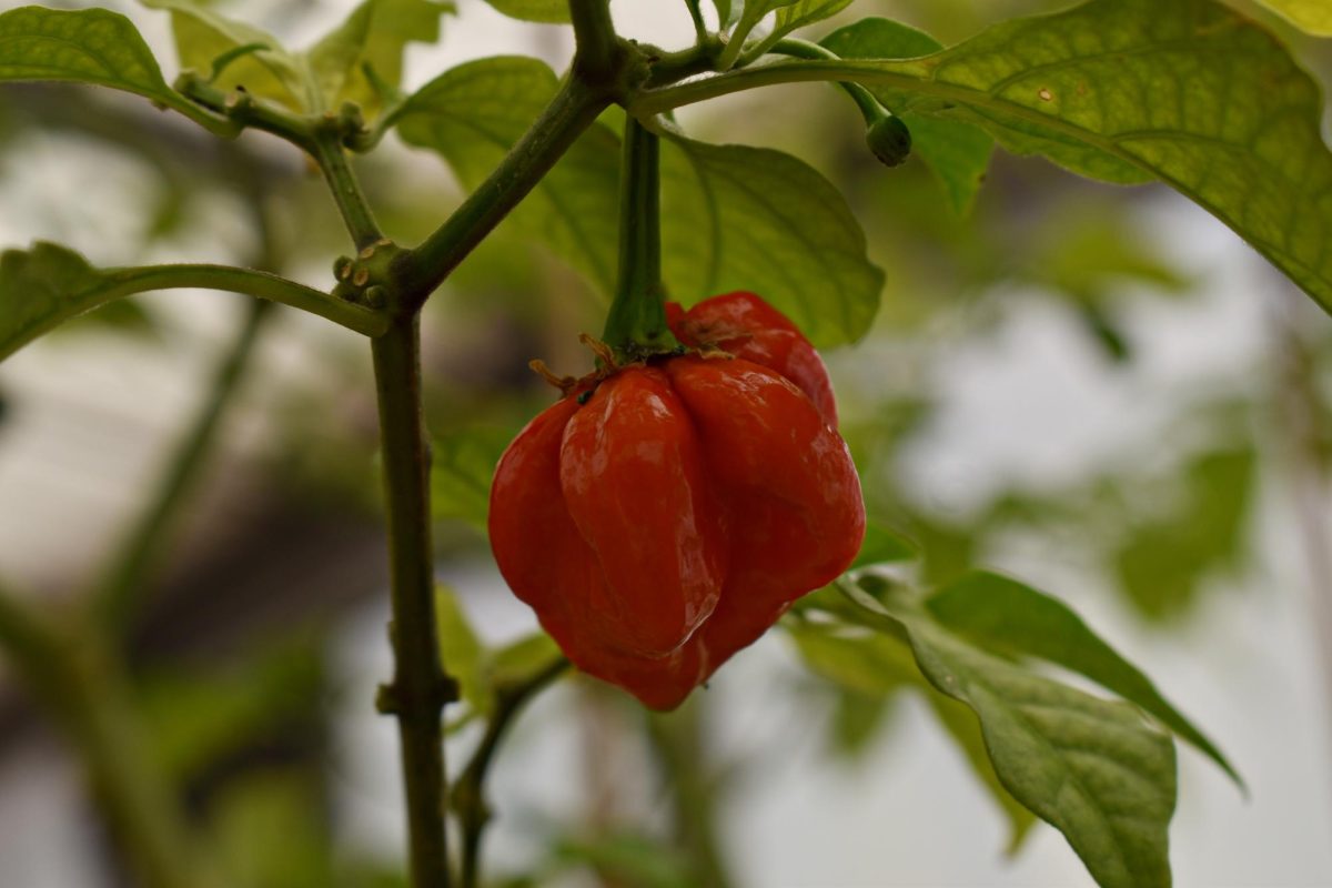  Red Peppers are starting to show their bright red colors. They are almost ready to be picked. 

