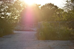 Light filters through the trees that once surrounded Pheasant Run Resort in St. Charles, Illinois.