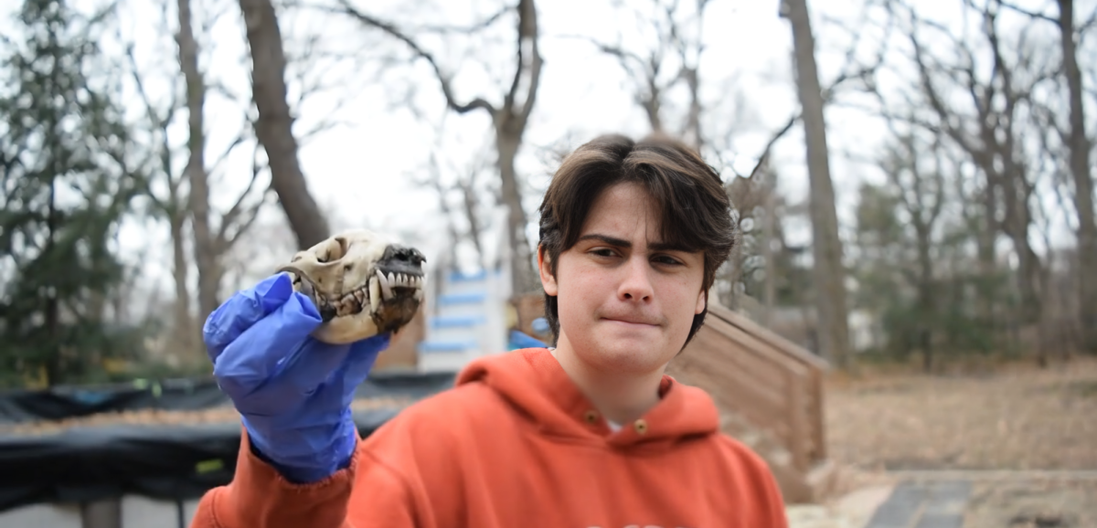 West Chicago Community High School senior Bo Dragosh holds up a skull in his wooded backyard. The teen taxidermist has long displayed an interest in animals - alive or dead.