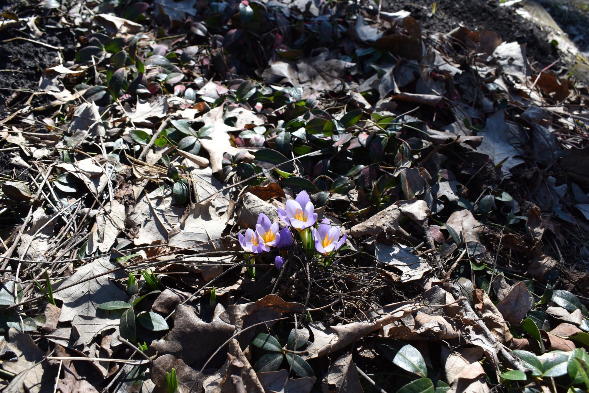 A woodland crocus pops up among dried leaves in early March, a little burst of color in a bleak winter landscape.