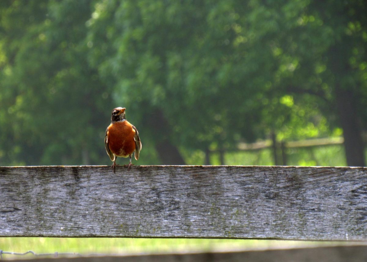 A bird rests on a fence in a photograph featured in the “That’s Why I’m Here” exhibit at Gallery 200 in downtown West Chicago. In his accompanying reflection, student participant Fidel wrote, “I am not free like the bird in the photo. I am here for education. But not free.” (Photo by Fidel (last name withheld))